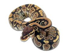 Speckled