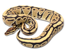 Specter Het Ghost
