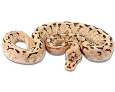 Spider Super Stripe