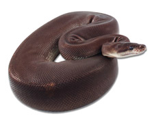 Super Cinnamon