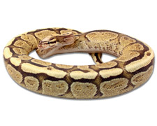 Super Vanilla Yellow Belly