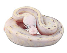 Super Pastel Super Stripe