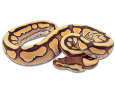 Tiger Cinnamon