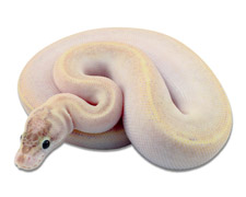 Vanilla Ivory