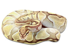 Vanilla Lesser