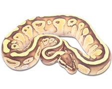 Vanilla Lesser Specter