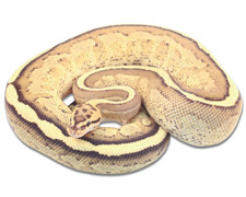 Vanilla Super Stripe