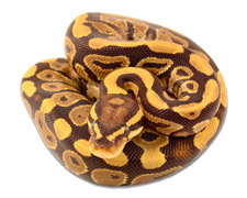 Vanilla Yellow Belly