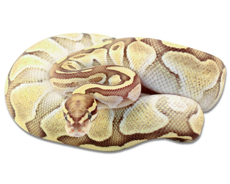 Vanilla Lesser