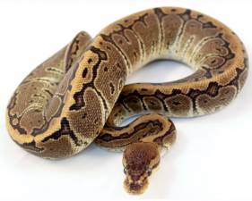 Chocolate Pinstripe