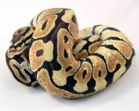 Enchi Spotnose