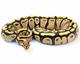 Fire Yellow Belly