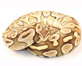 Lesser