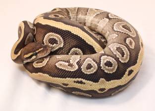 Mojave Specter