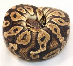 Pastel Chocolate