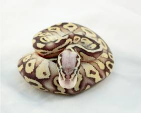 Pastel Lesser Vanilla