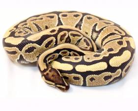 Specter Het Ghost