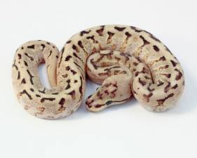 Spider Super Stripe