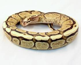 Super Vanilla Yellow Belly