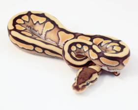 Tiger Cinnamon
