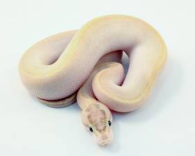 Vanilla Ivory