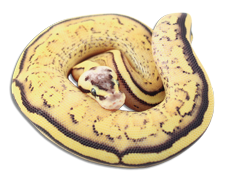 Pastel Super Stripe