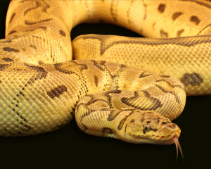 Pastel Clown Ball Python