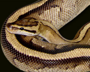 Super Stripe Ball Python